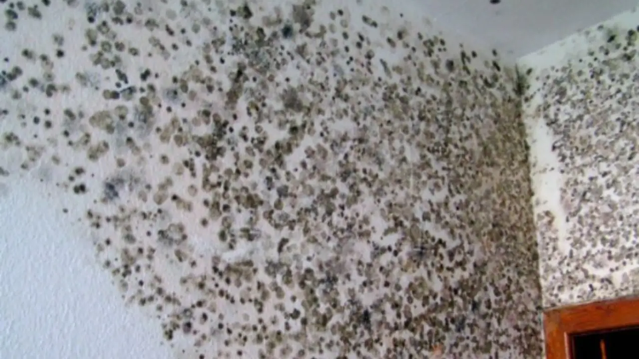 La muffa in casa peggiora la tua salute: ecco l’errore che fai con l’aria e come risolvere subito