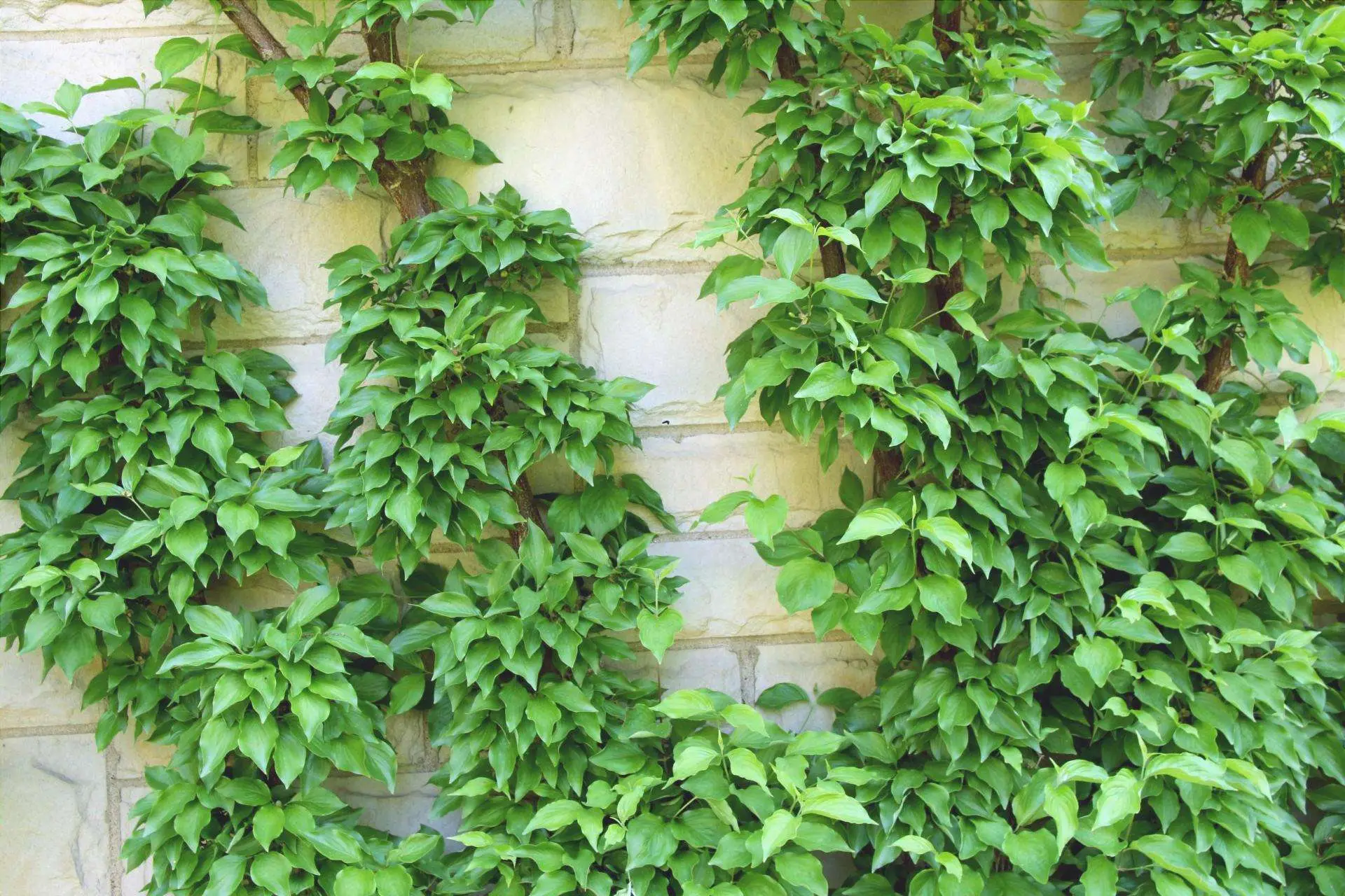 Cerchi una pianta rampicante sempreverde e indistruttibile? Ecco quale scegliere per coprire subito il balcone