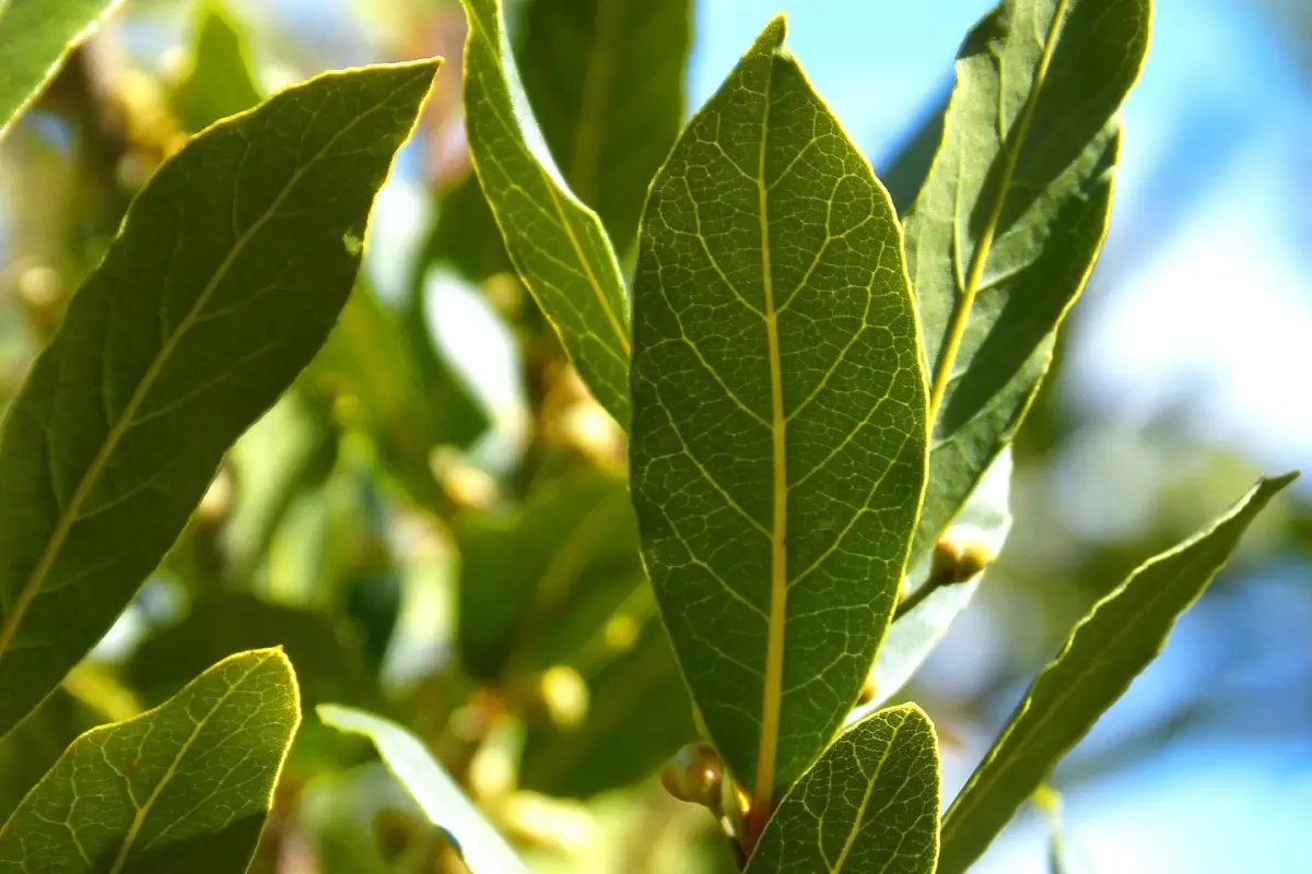 Metti subito dell’alloro in casa: ecco cosa succede al tuo corpo e cambia l’odore