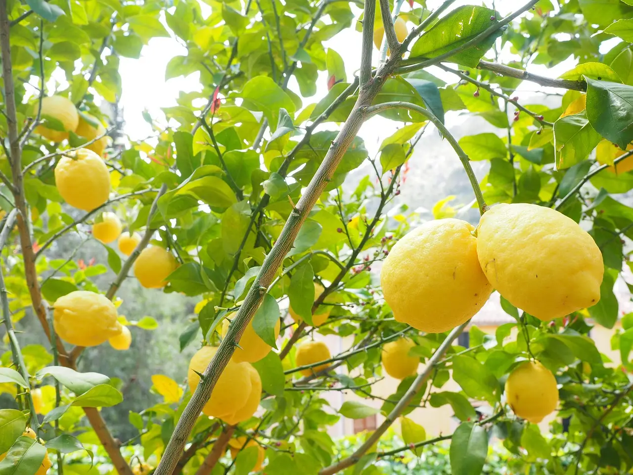 Quando potare il limone? Ecco la risposta dell’esperto