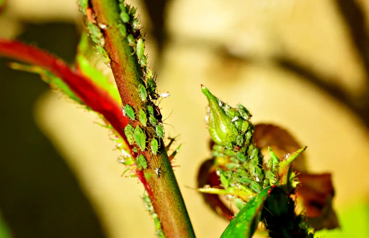 Rose attaccate da parassiti? Ecco il segnale d’allarme che devi riconoscere subito