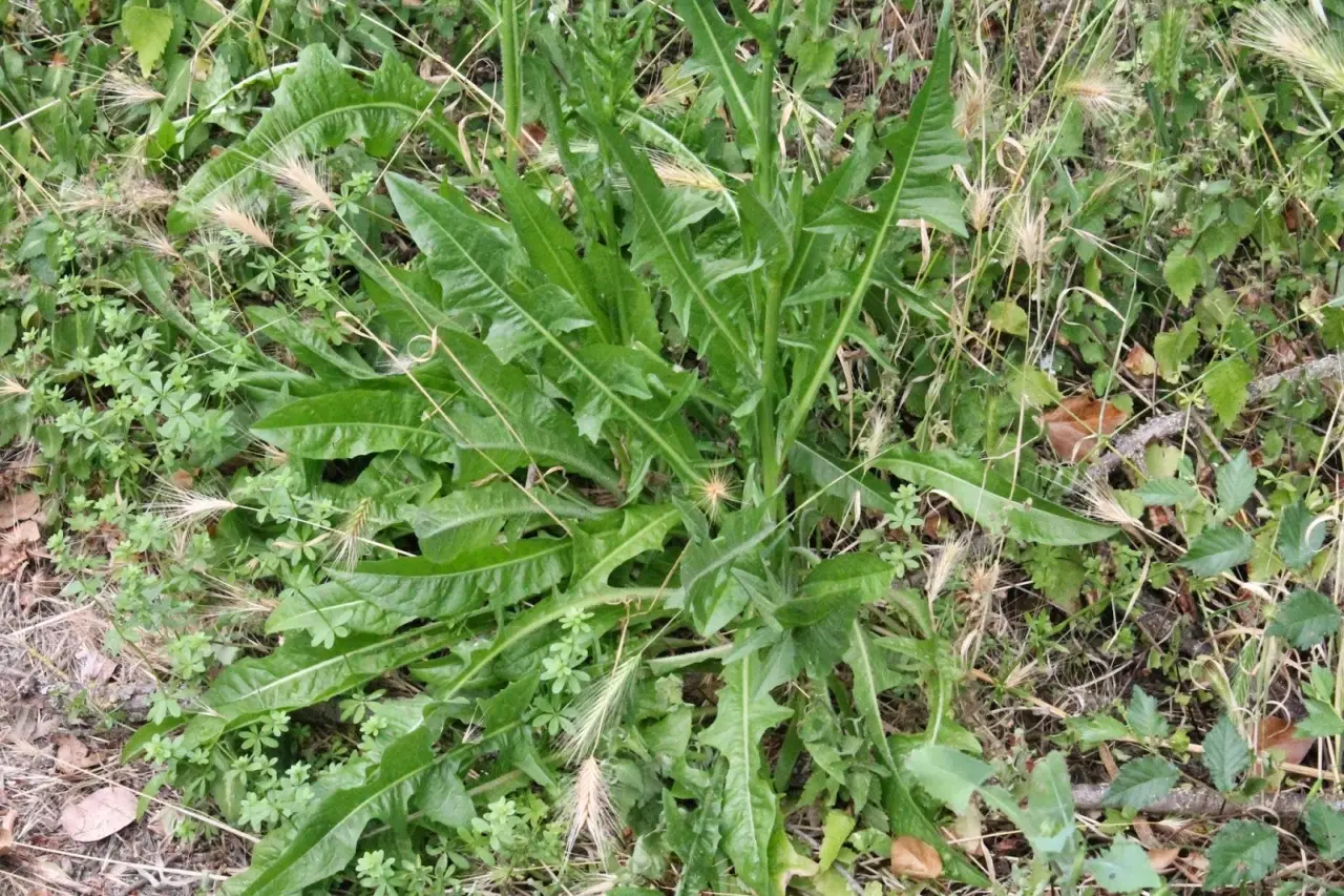 Usa questo ingrediente da cucina sulle erbacce: funziona meglio dei diserbanti chimici