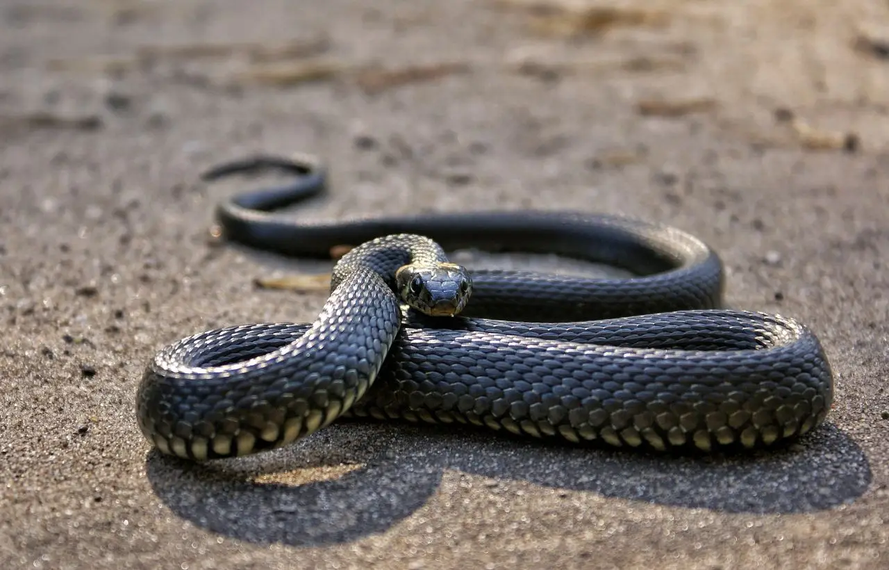 Serpenti in giardino? Ecco la pianta che li tiene lontani secondo gli esperti