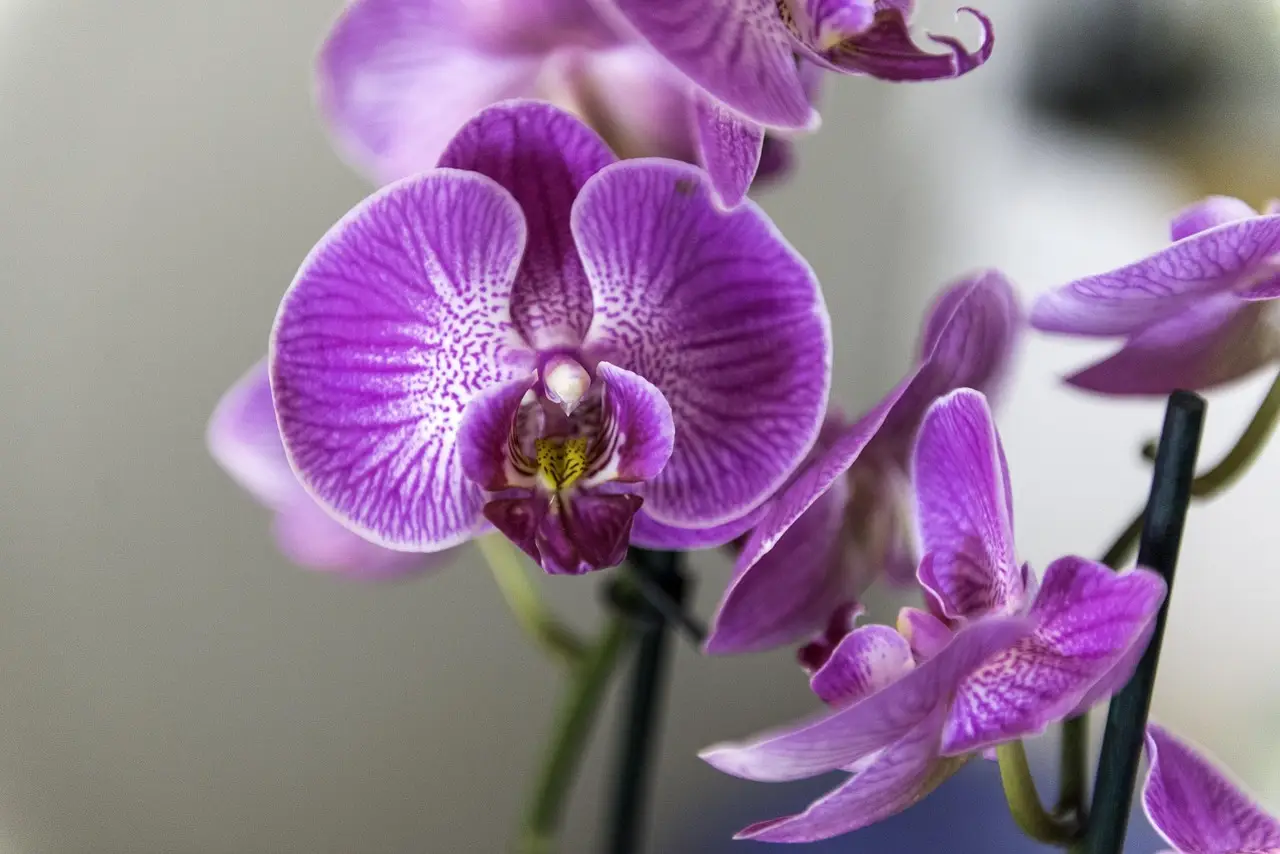 Usa questo ingrediente comune nell’acqua per orchidee: fioriranno subito