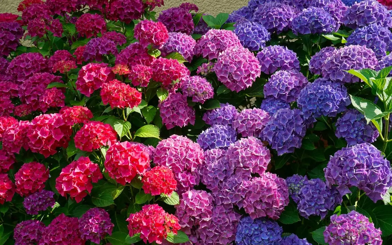 Non potare mai le ortensie in questo periodo o non faranno più fiori: ecco l’errore