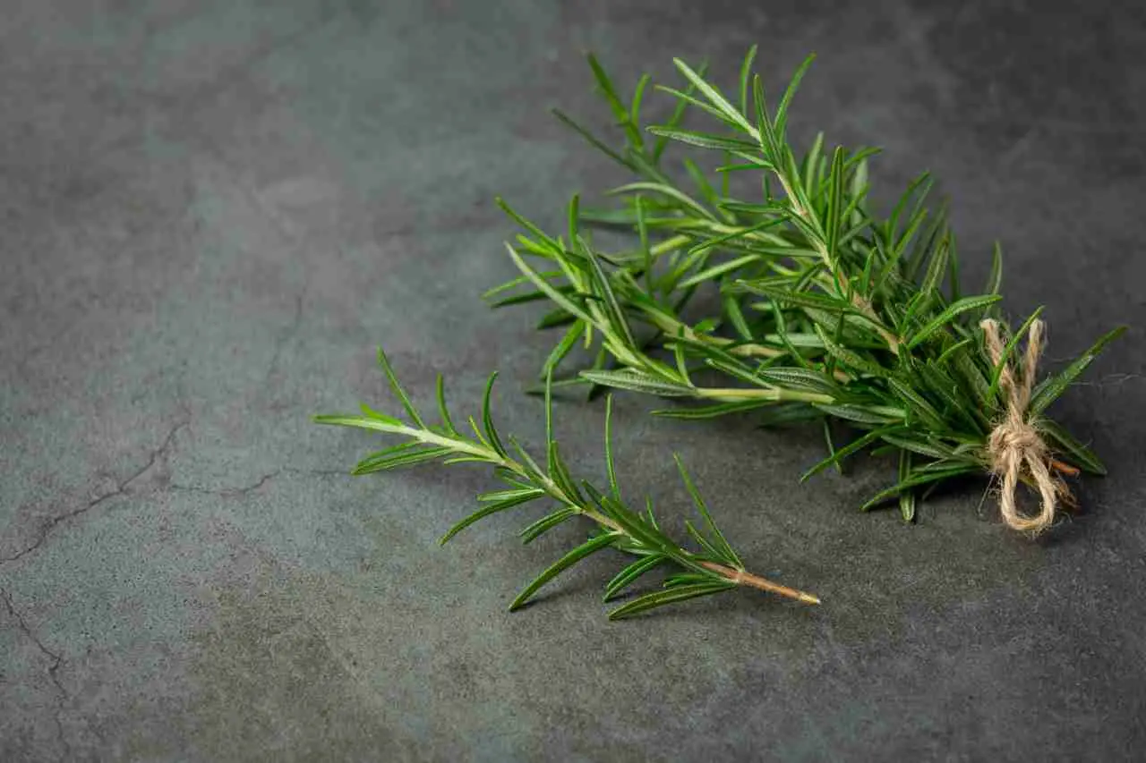 Il tuo rosmarino si secca sempre? Stai innaffiando nell’orario sbagliato