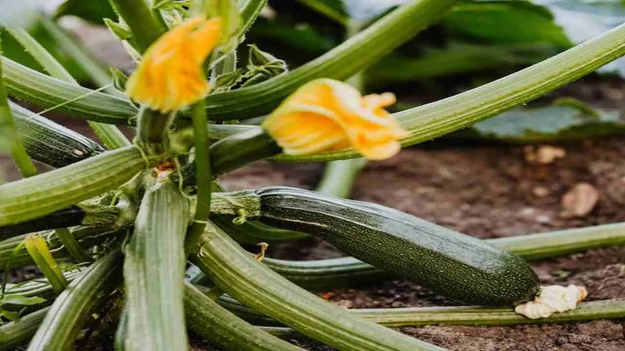 Le tue zucchine fanno solo fiori e non frutti? Ecco l’errore comune che stai commettendo