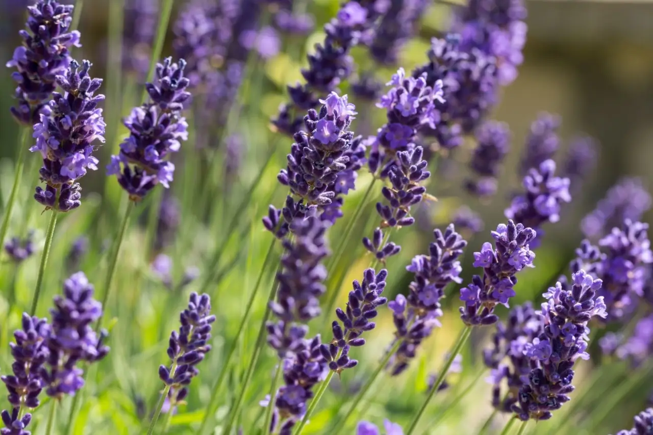 Il trucco segreto per moltiplicare la lavanda gratis con radicazione garantita