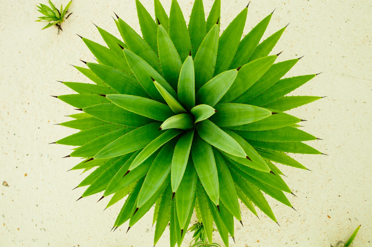 Va a ruba nei supermercati del sud: ecco la pianta da esterno resistente che costa pochissimo