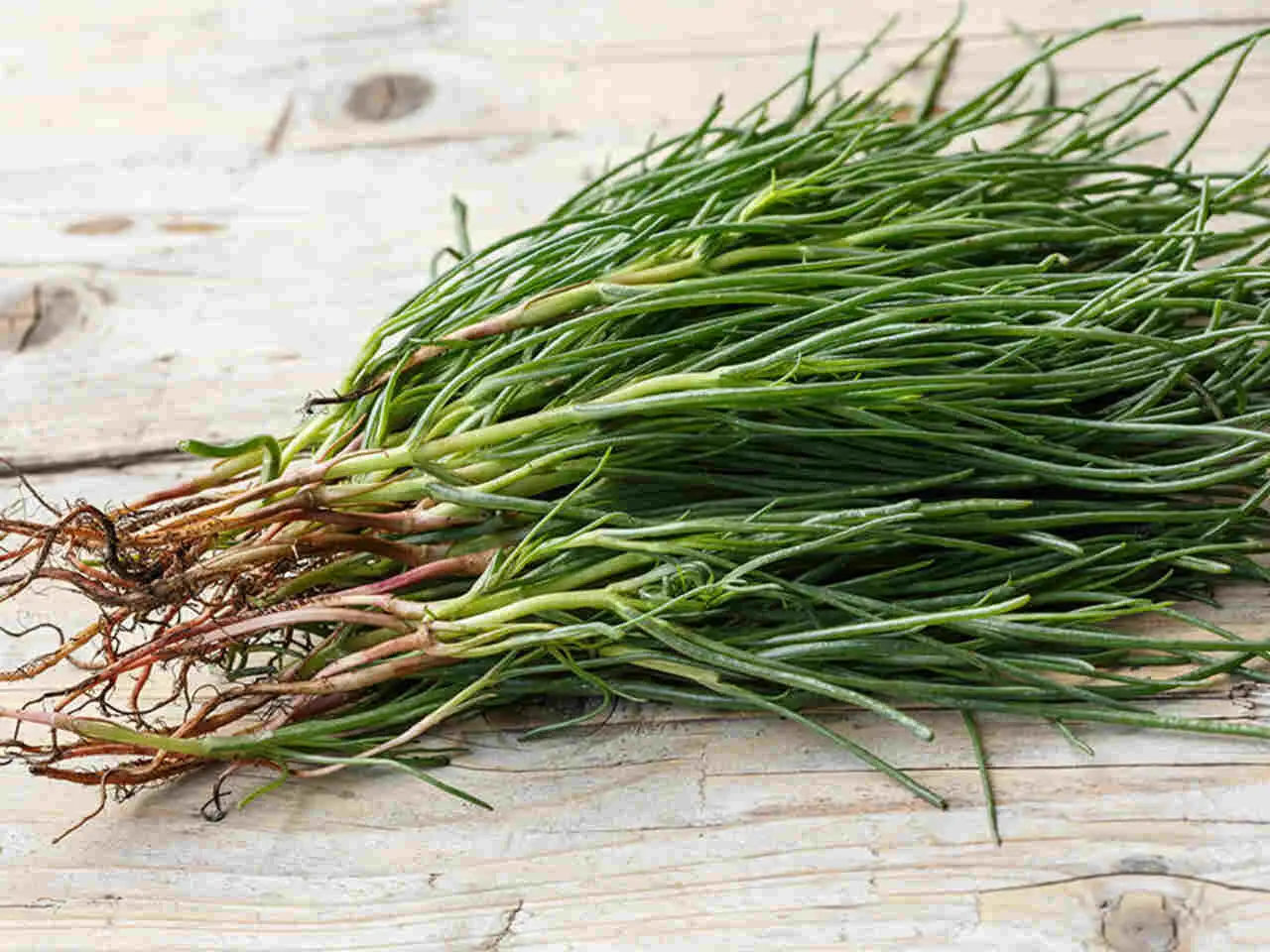 Non usare l’equiseto solo per le piante: ecco i benefici sorprendenti che ha per la tua salute