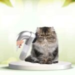 Dì addio ai peli in casa con SpazzolAmica: la spazzola efficace e delicata